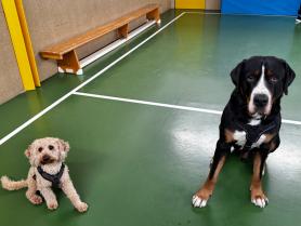 Schulhunde in Ausbildung