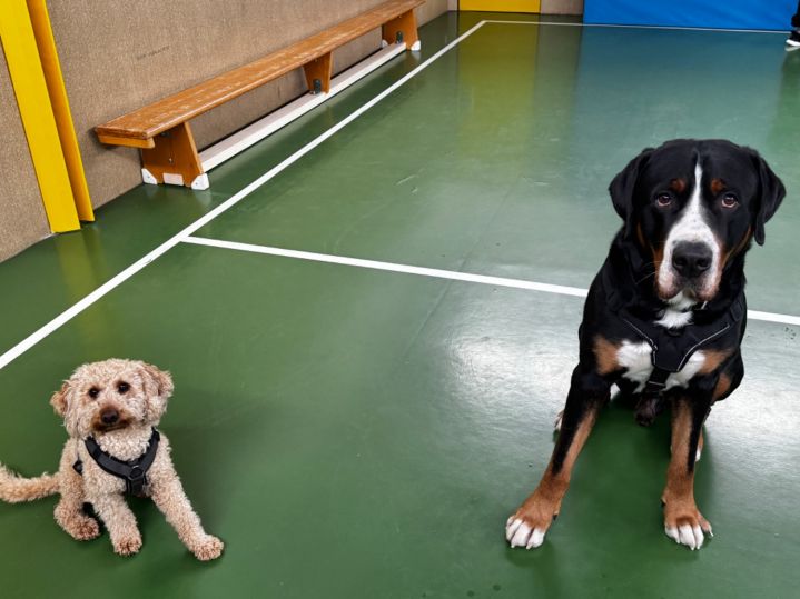 Schulhunde in Ausbildung